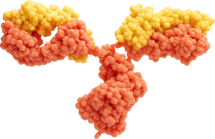 Rendered antibody with two antigen-binding tips, the binding interface highlighted in orange