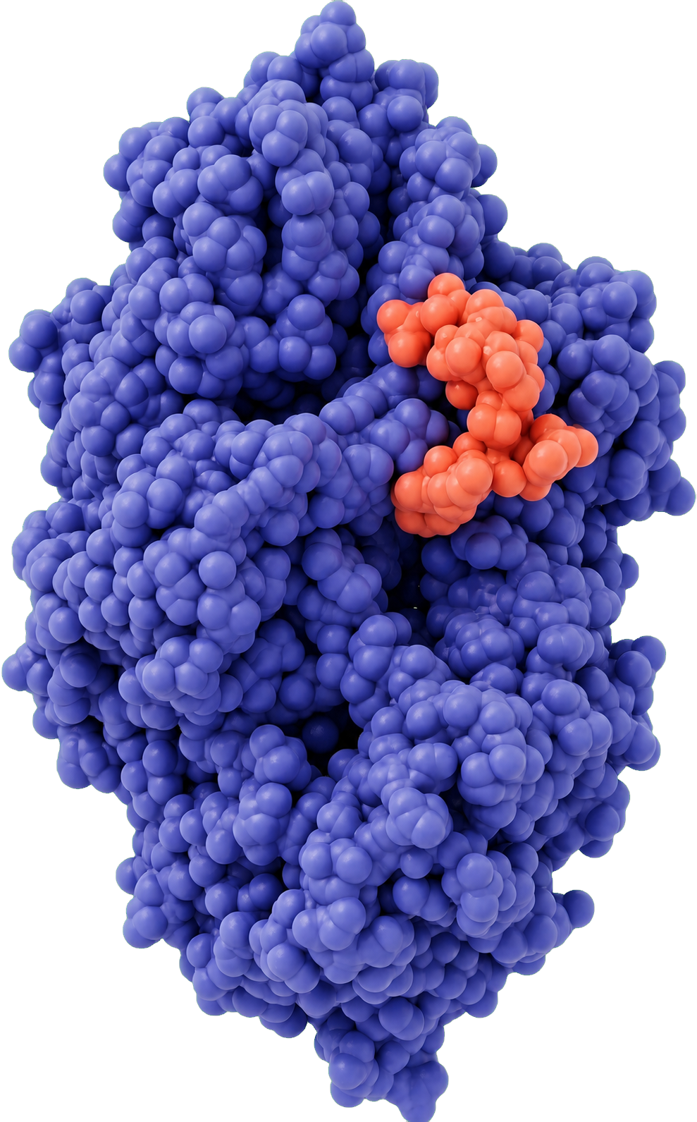 Rendered target protein with a bound designed molecule